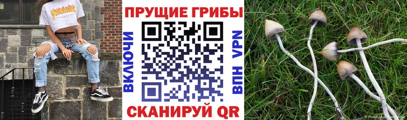 где найти наркотики  Жуковский  Галлюциногенные грибы мицелий 